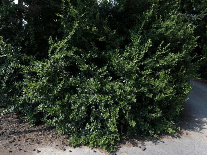 Korzyści zdrowotne i estetyczne irgi