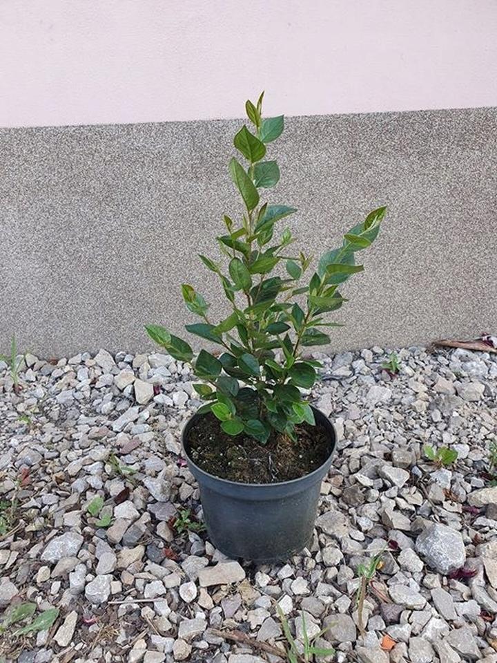 Krzew ozdobny kompozycje krajobrazowe