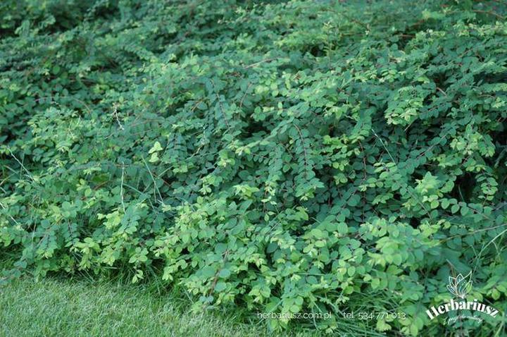 Magiczne przygody w krainie Snieguliczki