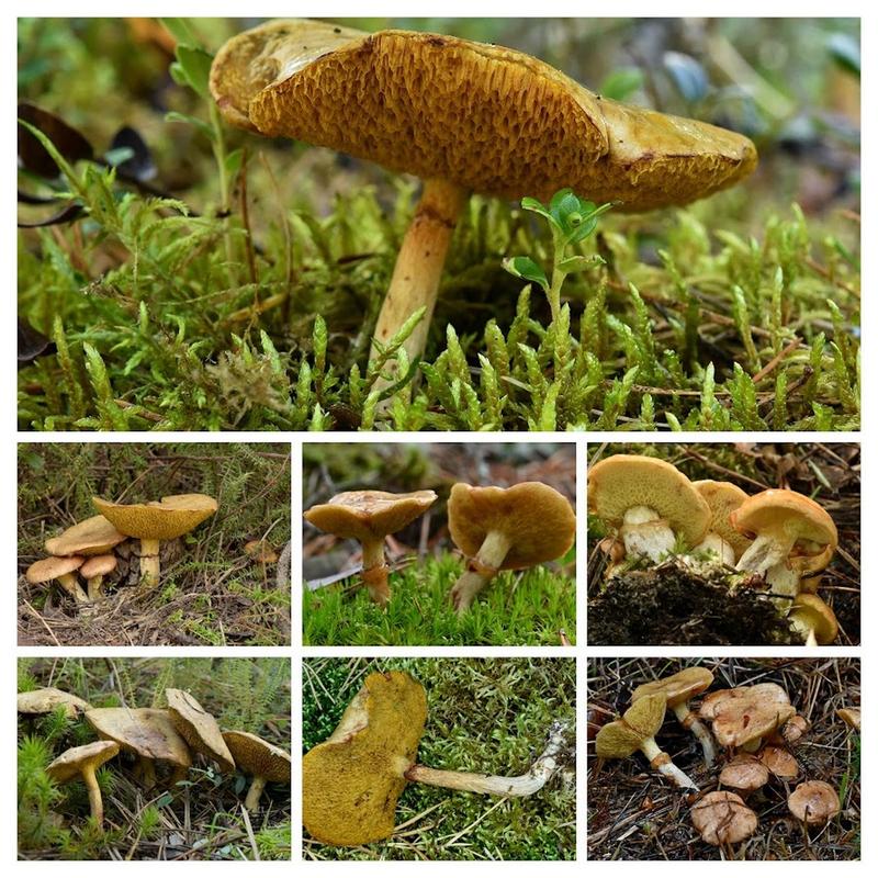 Maślak błotny właściwości zdrowotne