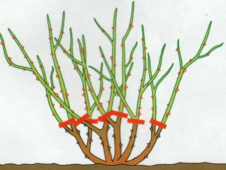 Najlepszy czas na cięcie róż