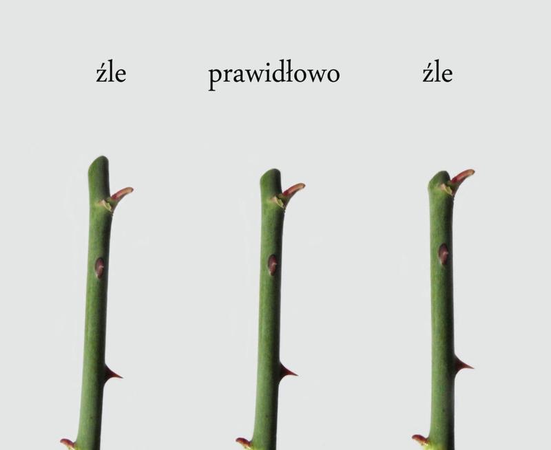 Narzędzia do cięcia róż