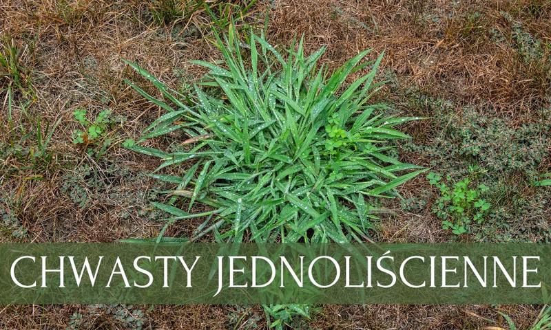 Naturalne metody zwalczania chwastów