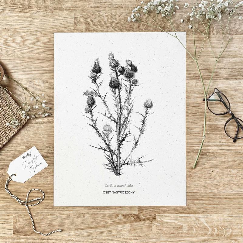 Naturalne zioła i zdrowie