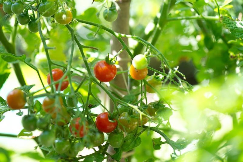 Nawóz z czosnku do storczyków