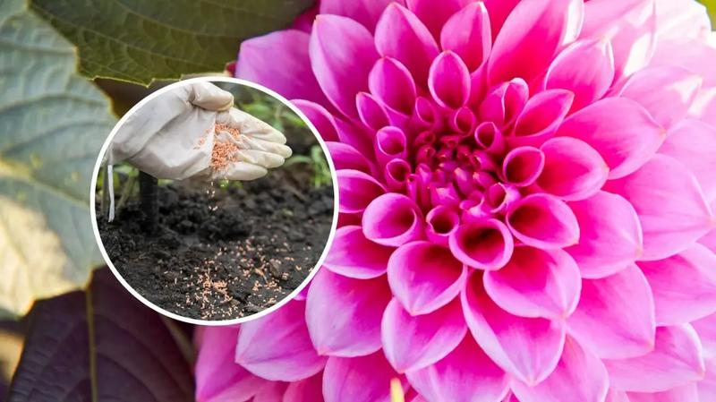 Nawozy syntetyczne czy naturalne do dalii