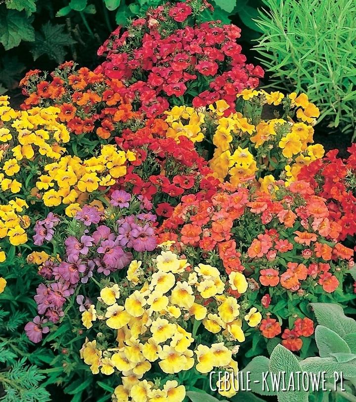 Nemezja i konflikt społeczny