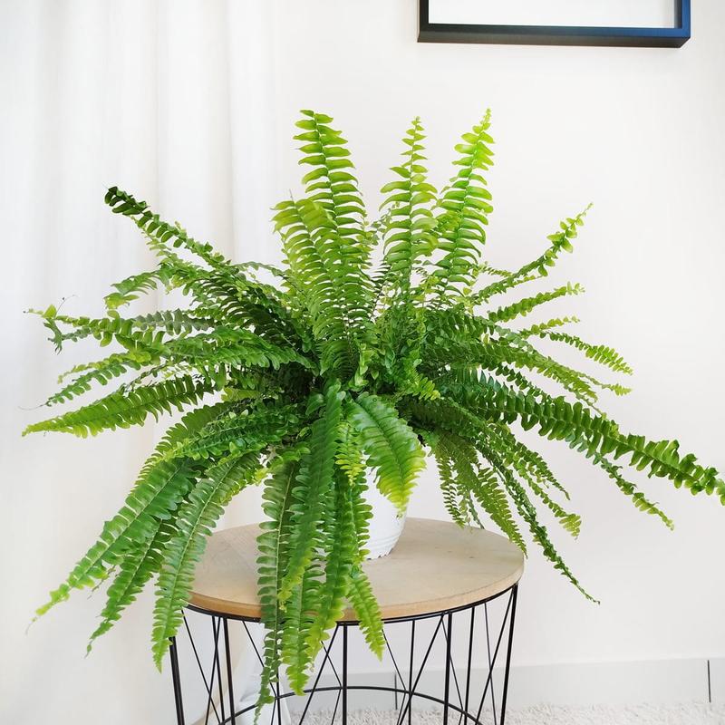 Odpowiednie warunki świetlne dla nefrolepisa