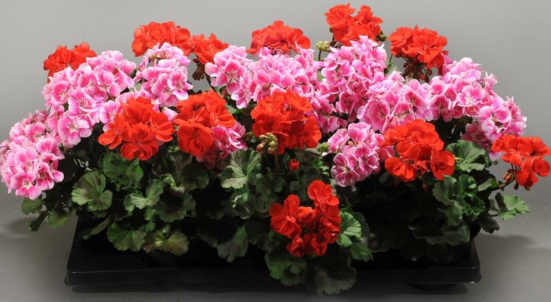Pelargonia rabatowa uprawa