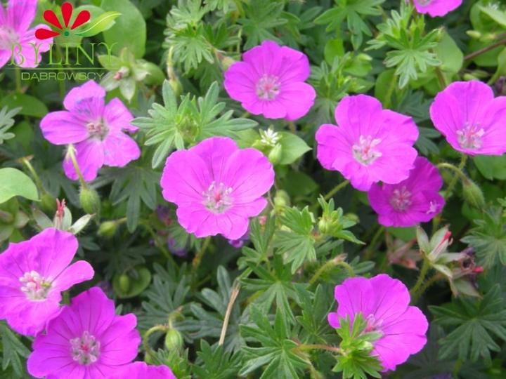 Pielęgnacja bodziszka czerwonego