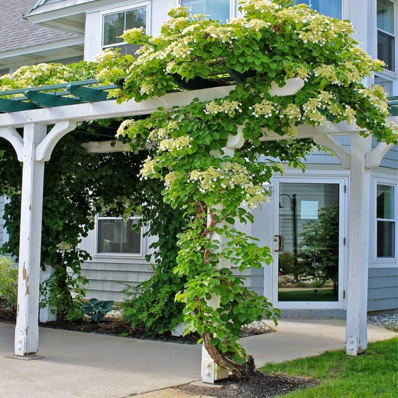 Pielęgnacja hortensji pnącej