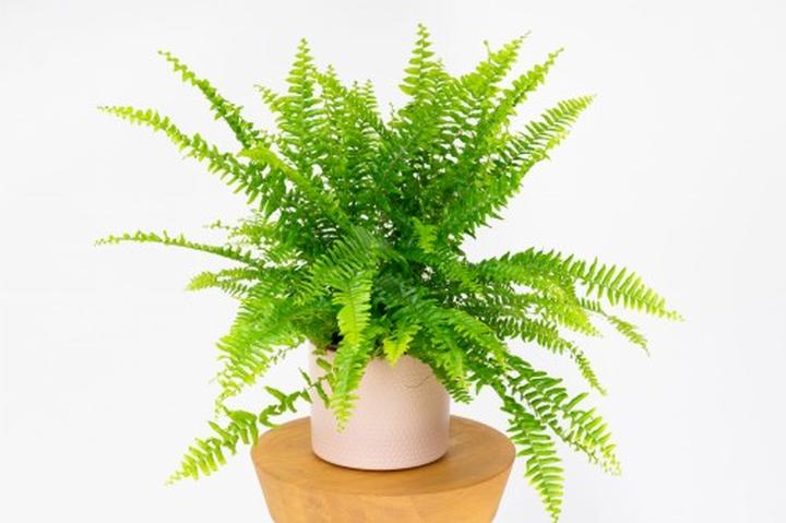 Pielęgnacja nefrolepisa w domu