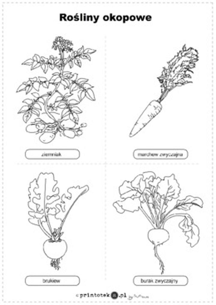Przewodnik po warzywach korzeniowych