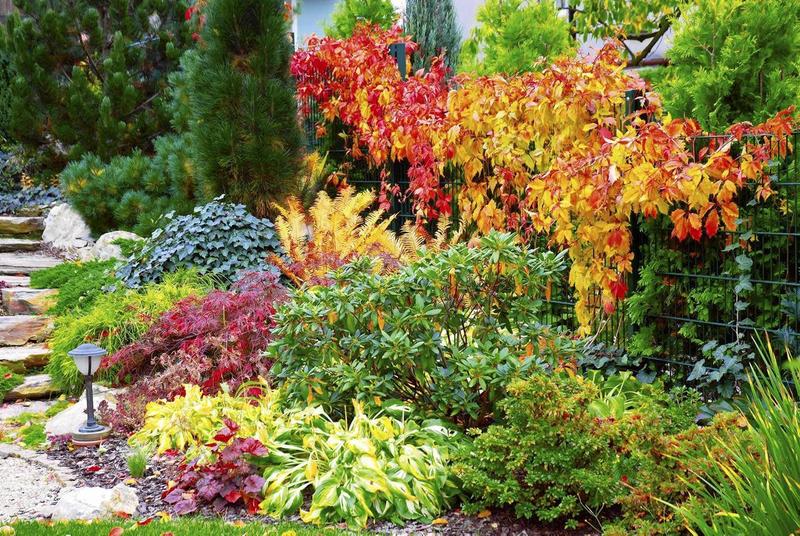 Rośliny dla zapracowanych ogrodników