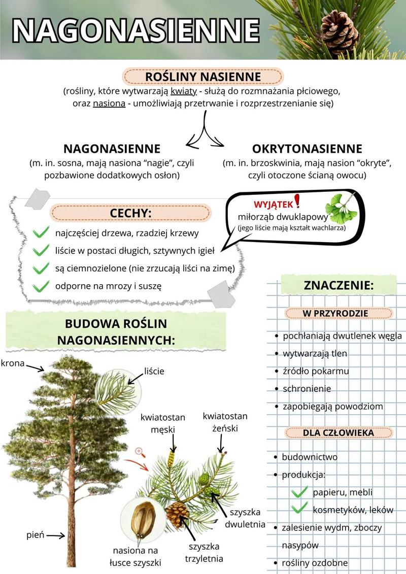 Rośliny nagonasienne