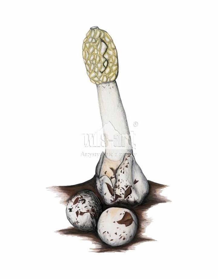 Rozpoznawanie niebezpiecznych grzybów