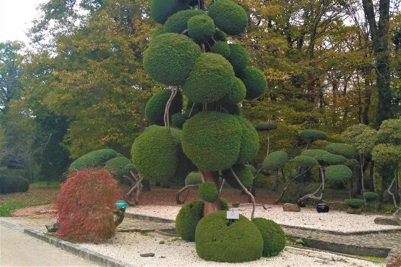 Sztuka formowania roślin