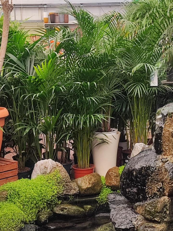 Szybko rosnące rośliny do ogrodu