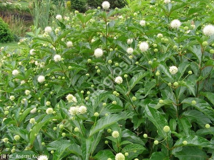 Uprawa guzikowca zachodniego