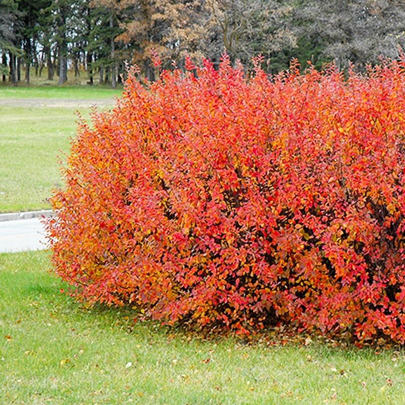 Uprawa i pielęgnacja irgi błyszczącej