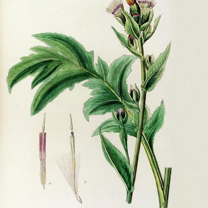 Właściwości prozdrowotne osetu