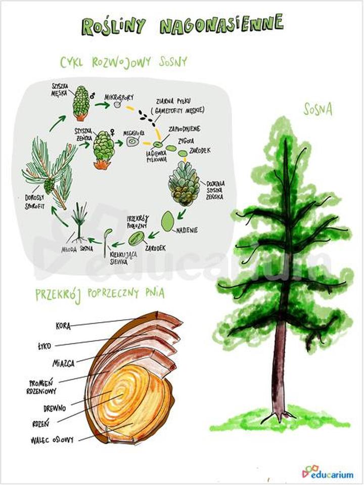 Zastosowanie nagonasiennych w przemyśle i medycynie