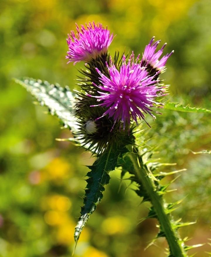 Zastosowanie osetu w kuchni