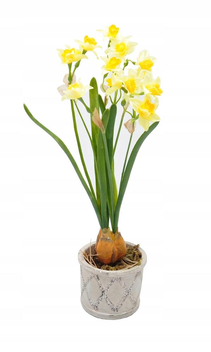 Zonkil w kulturze i tradycjach