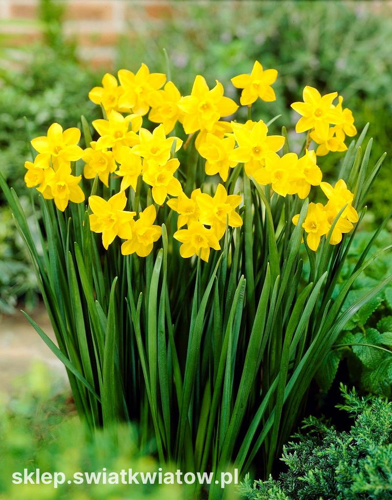 Zonkil w sztuce i designie