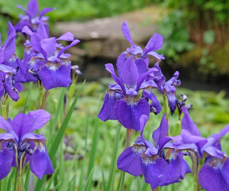 Jak skutecznie przechować irysy cebulowe na zimę?