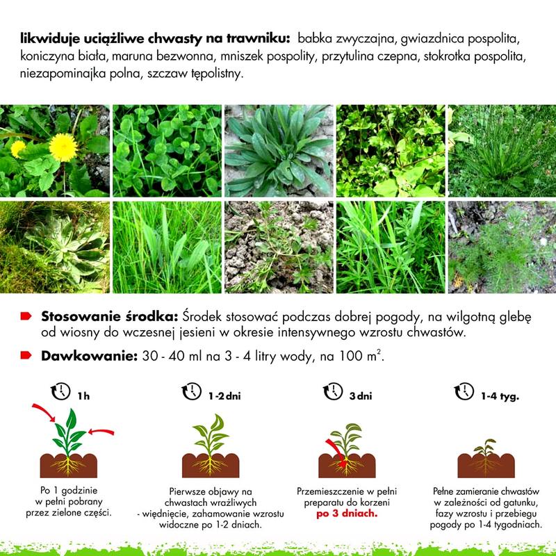 Jak skutecznie radzić sobie z chwastami w trawie? Poradnik dla ogrodników
