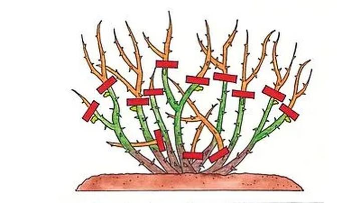Jak właściwie wykonać cięcie róż wiosną, by cieszyć się ich pięknem przez całe lato