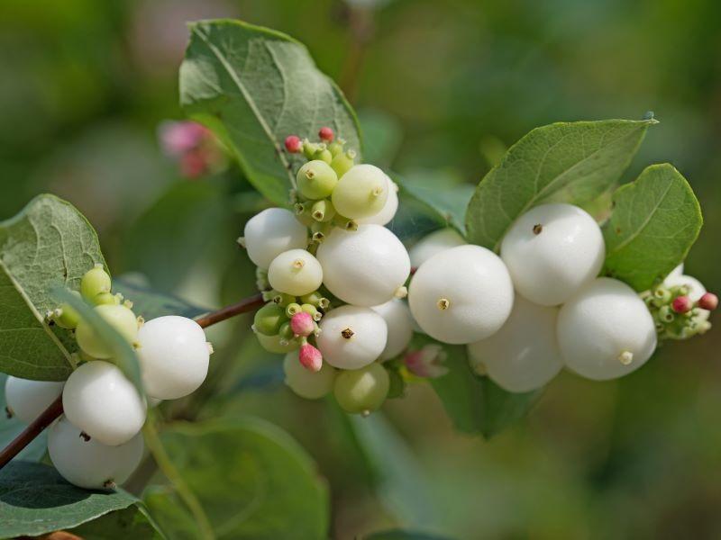 Magiczne przygody w krainie Snieguliczki