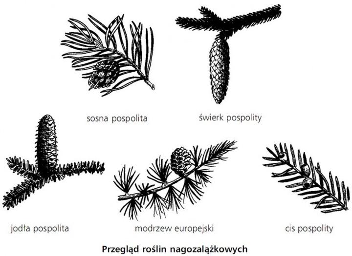 Odkryj fascynujący świat roślin nagonasiennych – tajemnice i zastosowania w przyrodzie