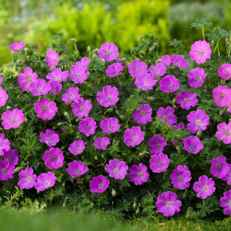 Odkryj magię bodziszka czerwonego w Twoim ogrodzie