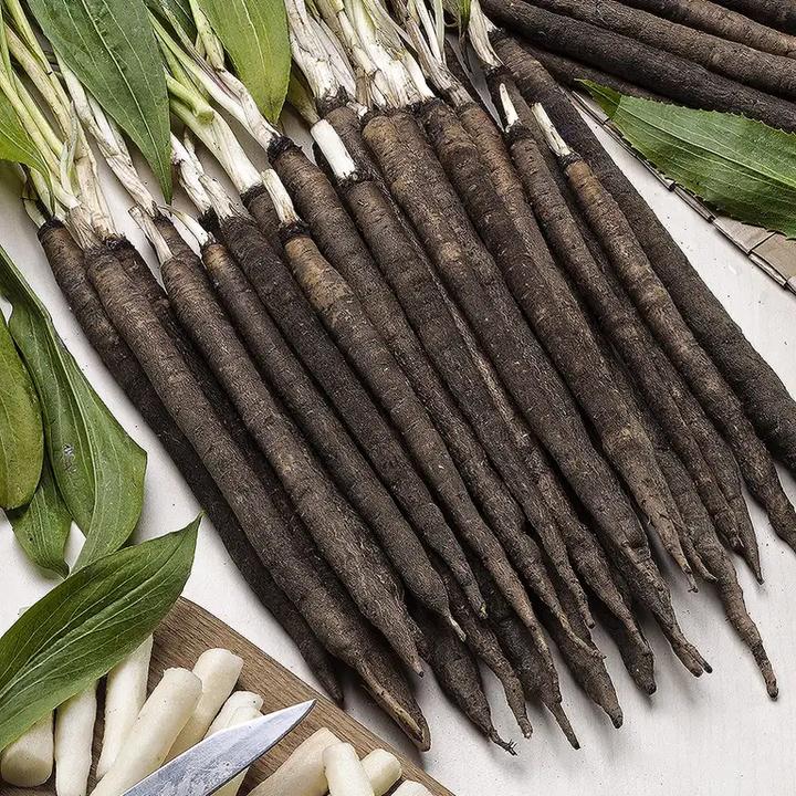 Odkryj tajemnice skorzonery – zdrowy skarb w Twojej kuchni