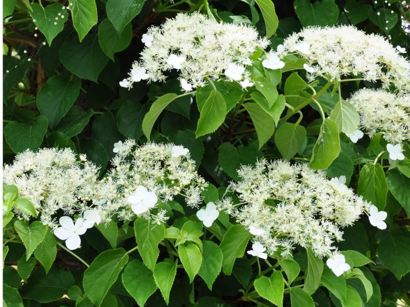 Ożyw swój ogród: hortensja pnaca jako idealny wybór na zielone ściany