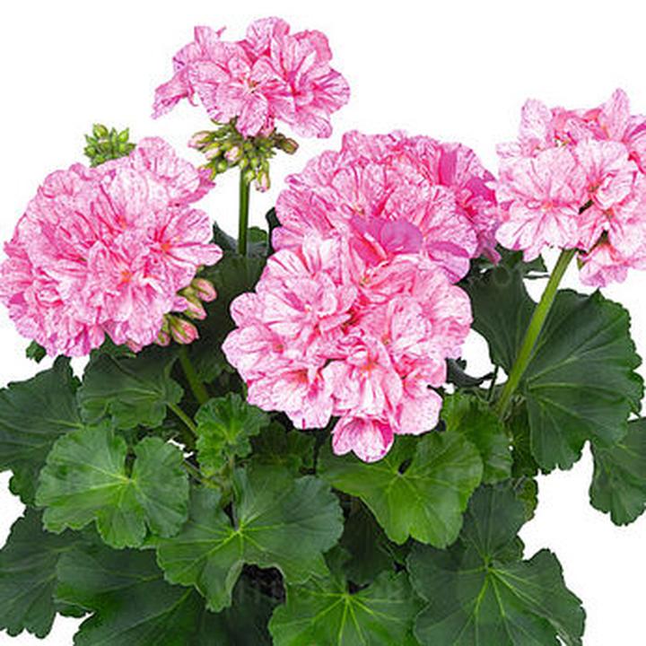 Pelargonia rabatowa – jak wybrać idealne kwiaty do ogrodu?