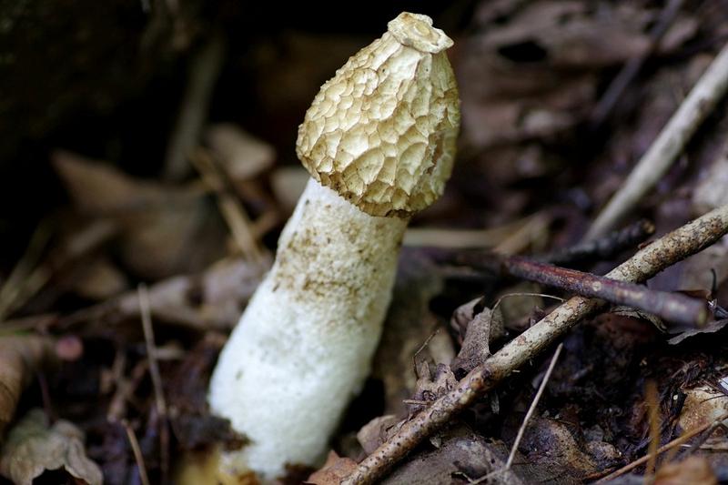 Sromotnik smrodliwy – fascynujący, ale niebezpieczny grzyb natury