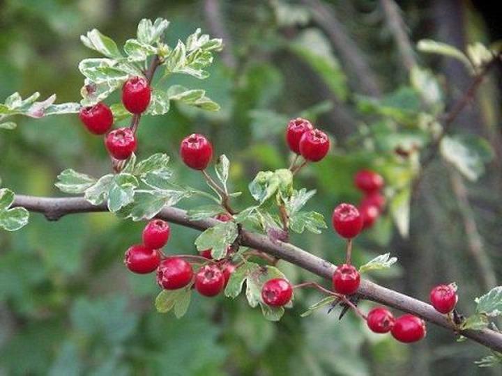 Zalety uprawy glogu jednoszyjkowego w nowoczesnym ogrodnictwie