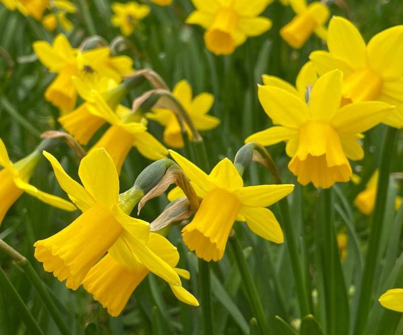 Zonkil – Odkryj tajemnice tej fascynującej rośliny