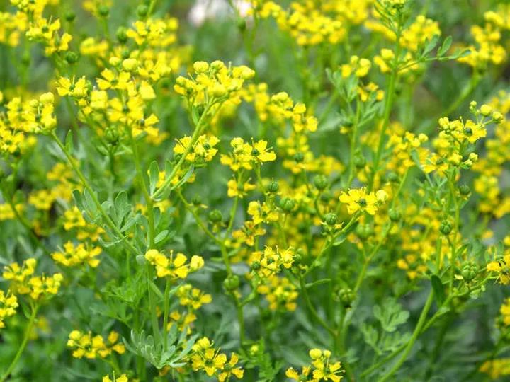 Naturalna medycyna i właściwości ruty