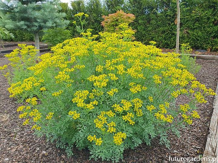 Ruta zwyczajna w ziołolecznictwie