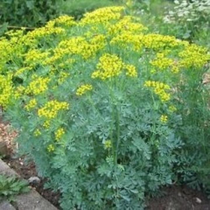 Rutyna i ruta w kosmetykach naturalnych