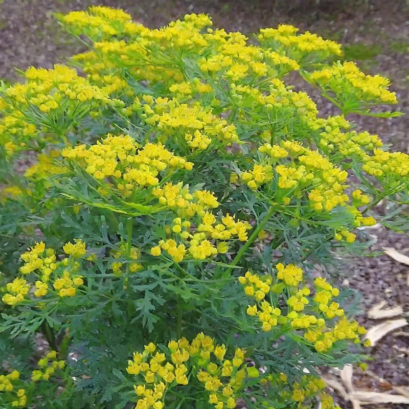Wpływ ruty na zdrowie psychiczne i emocjonalne