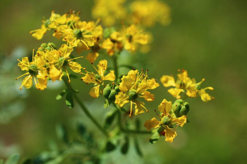 Zagrożenia i przeciwwskazania ruty zwyczajnej